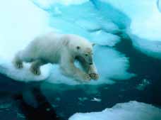 Isbjørnen opplever at den arktiske sjøisen den lever på bokstavelig talt smelter under labbene på den.