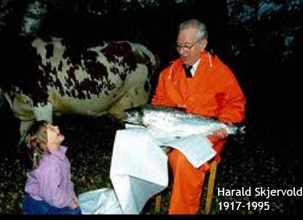 Rømt oppdrettslaks i naturen litt historikk Allerede på 1970-tallet uttrykte enkelte forskere bekymring mot etablering av oppdrettsanlegg i nærheten av lakseførende vassdrag I 1987 var det et stort