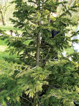 Foto: Pasqdnik, Wikimedia Commons, http:// commons.wikimedia.org/wiki/abies_sibirica#mediaviewer/ File:Abies_sibirica.jpg. få forekomster i tilstøtende deler av Mexico.