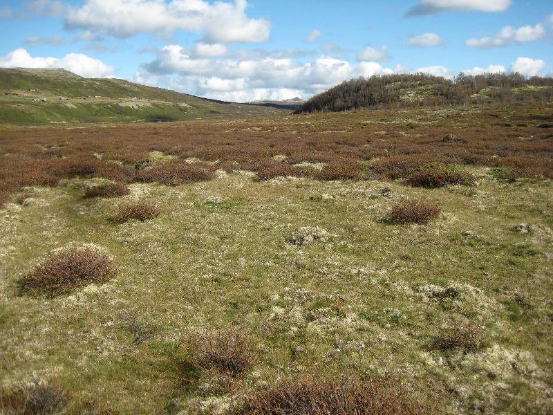 Figur 9. 3 Rik utforming av kontinental, boreal hei på veldrenert mark i Grimsdalen OP, hvor bl.a. bakkesøte (NT) forekommer spredt.