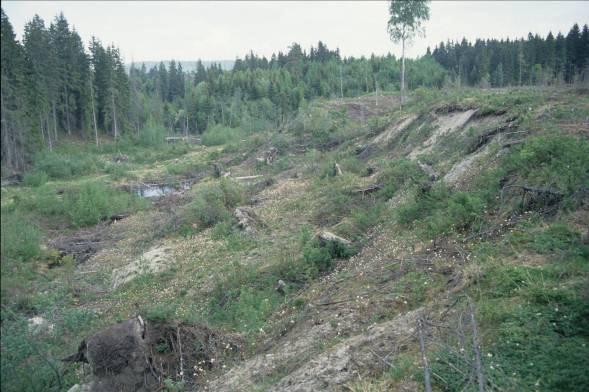 Figur 11.1. En liten skredgrop i skogsterreng i Skedsmo kommune.