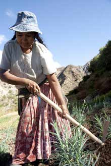 Carmen Quispe Dermaca har måttet gå over til å plante nelliker fordi de trenger mindre vann enn andre planter.
