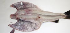 Sjødød Den sjødøde fisken hadde også andre alvorlige skader, som blodsprenging, dårlig blodtapping og redskapsmerker.