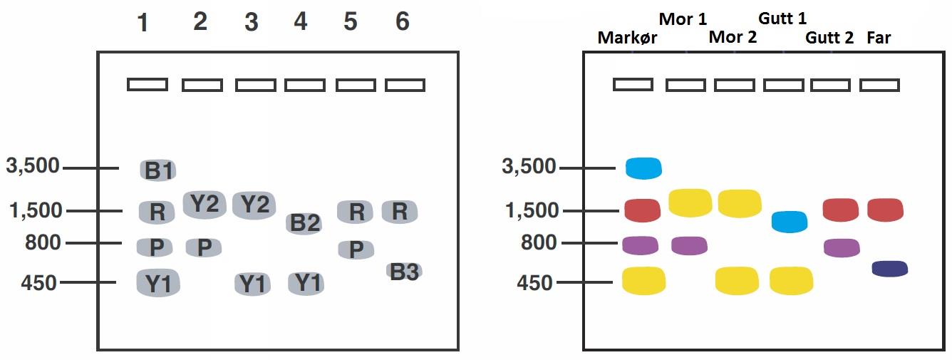 4. I motsetning til mitokondrielt DNA som kun består av DNA fra mor, består genomisk DNA i cellekjernen av to sett med DNA. Det ene settet er arvet fra mor, mens det andre er arvet fra far. Figur 1.