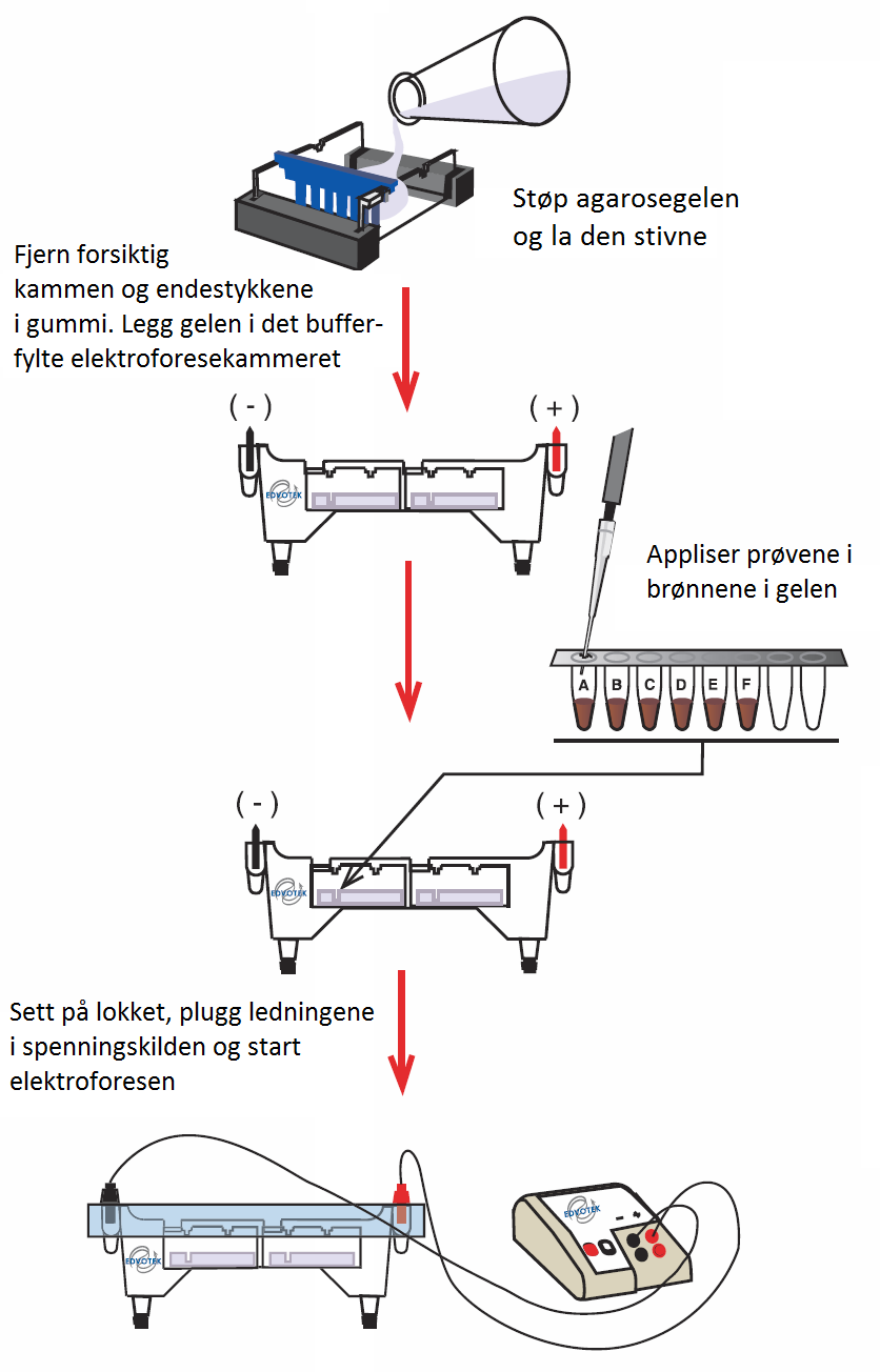 ELEVVEILEDNING PÅ JAKT ETTER MIN FAR På jakt