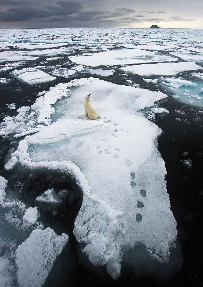 Naturvernforbundet 100 år Svalbard Sultne strandbjørner Havisen gir flere selarter hvileplasser, og dermed også lett tilgang på mat for isbjørnene.