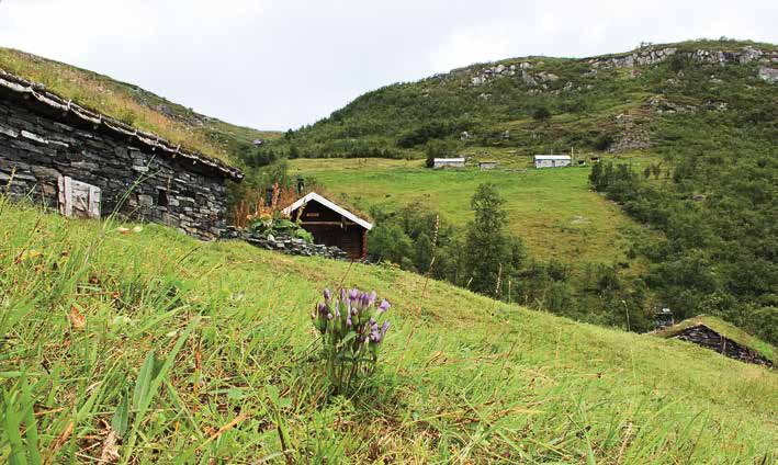 Osfossen i Gaularvassdraget, som vart verna i 1993. Foto: Arild Nybø Fødd til vassdragsvern Naturvernforbundet i Sogn og Fjordane vart fødd inn i vassdragskampen.