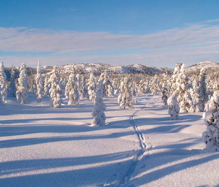 Naturvernforbundet 100 år Miljøgifter Natur & miljø nr. 3-1999 50-milliarders-seieren Hva er Naturvernforbundets største seier?