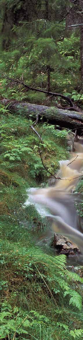 Lappkjuke. Foto: Caspar S/flickr.com soppen i et område, regner de det som sikkert at det også finnes andre, sjeldne, trelevende sopper i samme skog.