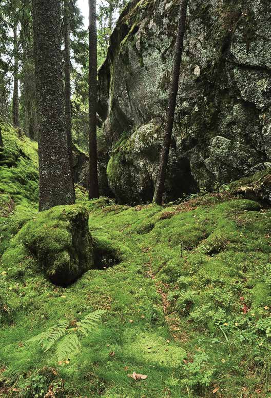 Naturvernforbundet 100 år Gasskraft En høypotent politisk bombe I 1996 vedtok Stortinget å bygge to gasskraftverk i Norge.