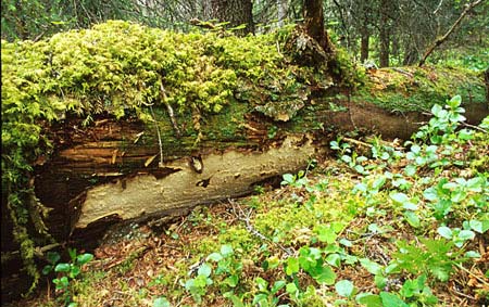 som leveområde for arten. Minst 4 arter er kun funnet innenfor opprettede naturreservater (Tronkberget og Svartåsfjellet) og dermed ikke knyttet til naturtyper.