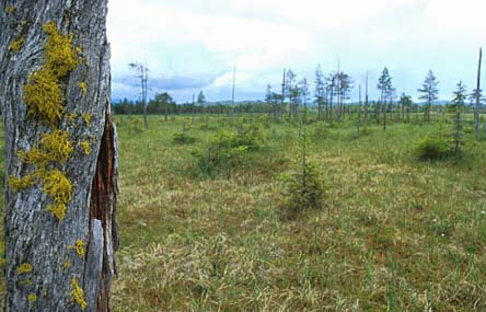 Norsk navn Vitenskaplige navn Rød-listet Antall naturtype lokaliteter Svartsonekjuke Phellinus nigrolimitatus DC 29 Rynkeskinn Phlebia centrifuga DC 15 Kilde Phlebia cretacea DC - Botanisk Museum