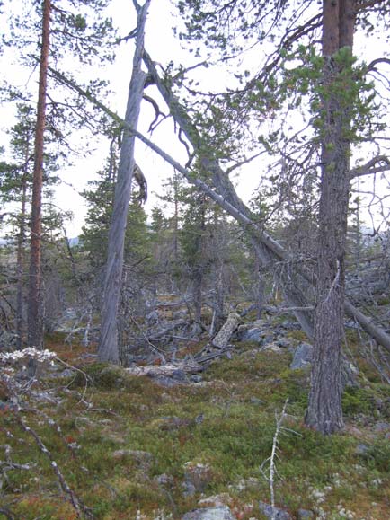 Rester av gammel urskogsnær furuskog ved