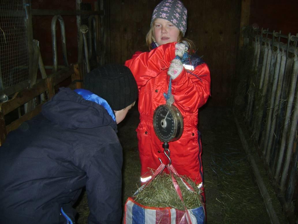 Oppveiing av høy til Lucas Det er svært viktig å veie opp den mengden fòr hestene skal ha pr. måltid, dette for å sikre at det blir nok mat til alle sammen. Hestene på Nybrot går for det meste ute.