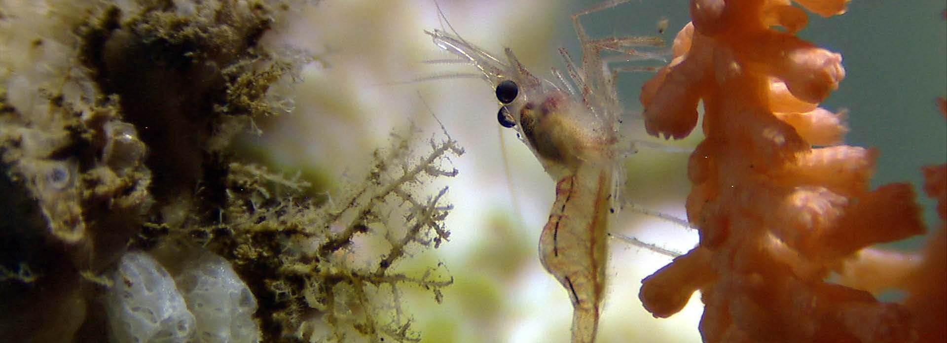 Samler kunnskap om havet MAREANO kartlegger havbunnen utenfor Norge og gir informasjon om: Bunntyper geologisk og biologisk sammensetning Naturtyper