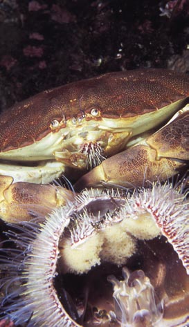 Rogn og innmat blir fortært, så vel som skall og pigger. Å plukke krabber på «bremmen» er populært sommer og høst.