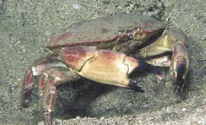 Terskelen for at krabben søker mot byttet avhenger av sjøtemperaturen og krabbens sultnivå I laboratorieforsøk har man funnet at sondering kan utløses ved en uttynning av luktmolekyler som tilsvarer