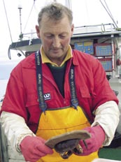 Minstemål Krabbens størrelse angis ved skallbredden. Minstemålet er 13 cm for krabbe fra Rogaland og nordover, og 11 cm i Rogaland og sørøstover til Svenskegrensa.