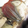 Utrognskrabbene i perioden oktober til januar er krabber som nettopp har gytt. Rogna har en frisk rød farge. Gyting kan skje i teinene, sannsynligvis fremskyndet ved stress.