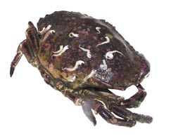 For krabber med dårlig matinnhold vil åpningene også bule med det samme de kommer opp fra vann grunnet innvendig trykk. Etter en stund vil åpningene vide seg ut hos tomkrabber.