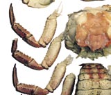 Fargen kan gjenspeile maten krabben spiser. Fôringsforsøk har vist at levermassen blir lysere etter bare 10 dagers fôring med hvitfisk.