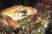 Etter bunnslåing skifter de små krabbene skall 5 9 ganger og kan bli opptil 3 cm neste høst. 2. og 3. leveår skifter de trolig skall to ganger årlig, og i 4. og 5.