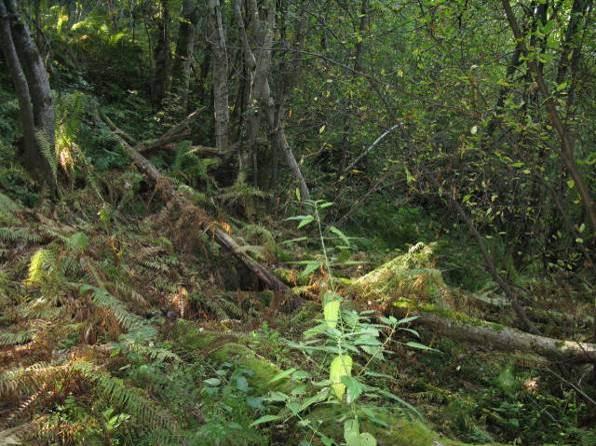 Arealet grenser mot granplantefelt i sør, eng i øst og vest og vei i nord, og er identisk med MiS-figur. Naturtyper: Skogen er dominert av gråor og med hegg som konstant følgeart.