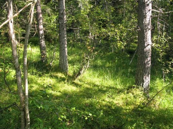 2009 basert på eget feltarbeid 07.09.2008. Lokaliteten ligger på åspartiet mellom Rindalsskogen og Grønlivatnet i et område som i tidligere tider har vært aktivt benyttet som skogsbeite.