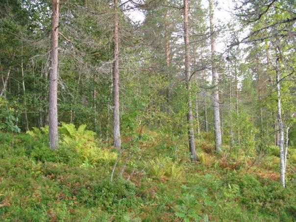 Tilstand: Dødved opptrer svært sparsomt, men skogen har ellers et gammelt preg med god kontinuitet i tresjikt. Det ble observert én større stubbe.
