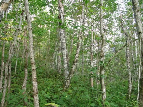 naturlig utgjør samme type vegetasjon. Relativt slanke trær indikerer imidlertid at skogens alder ikke er spesielt høy.