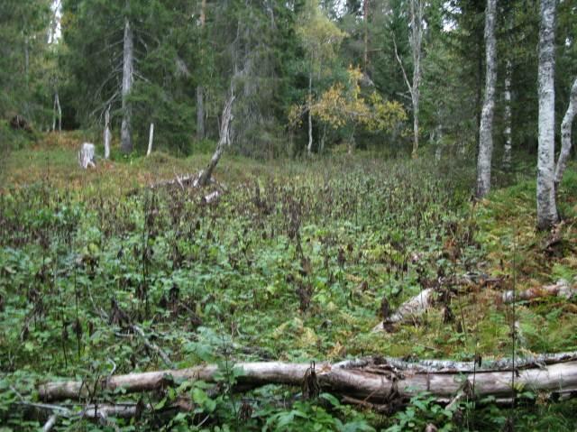 Dette er et parti der kløfta er ganske markert og med bratte skråninger. (Nordsida er fattig og dels furudominert og er ikke inkludert.