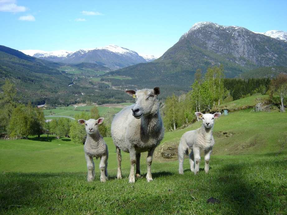 Lykke til med å lage betre beite til sauen!