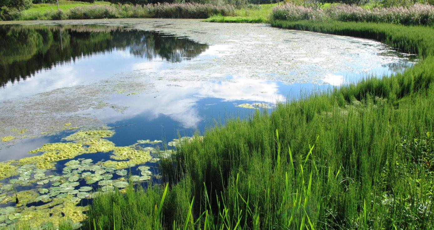 Figur 29. Syltrenvatnet, nordsiden. Foto 13.8.2014. Vurdering og verdisetting Naturtype og vegetasjonstype: Syltrenvatnet er en eutrof kalksjø (E07 (EN)) med svært godt utviklet vegetasjon.