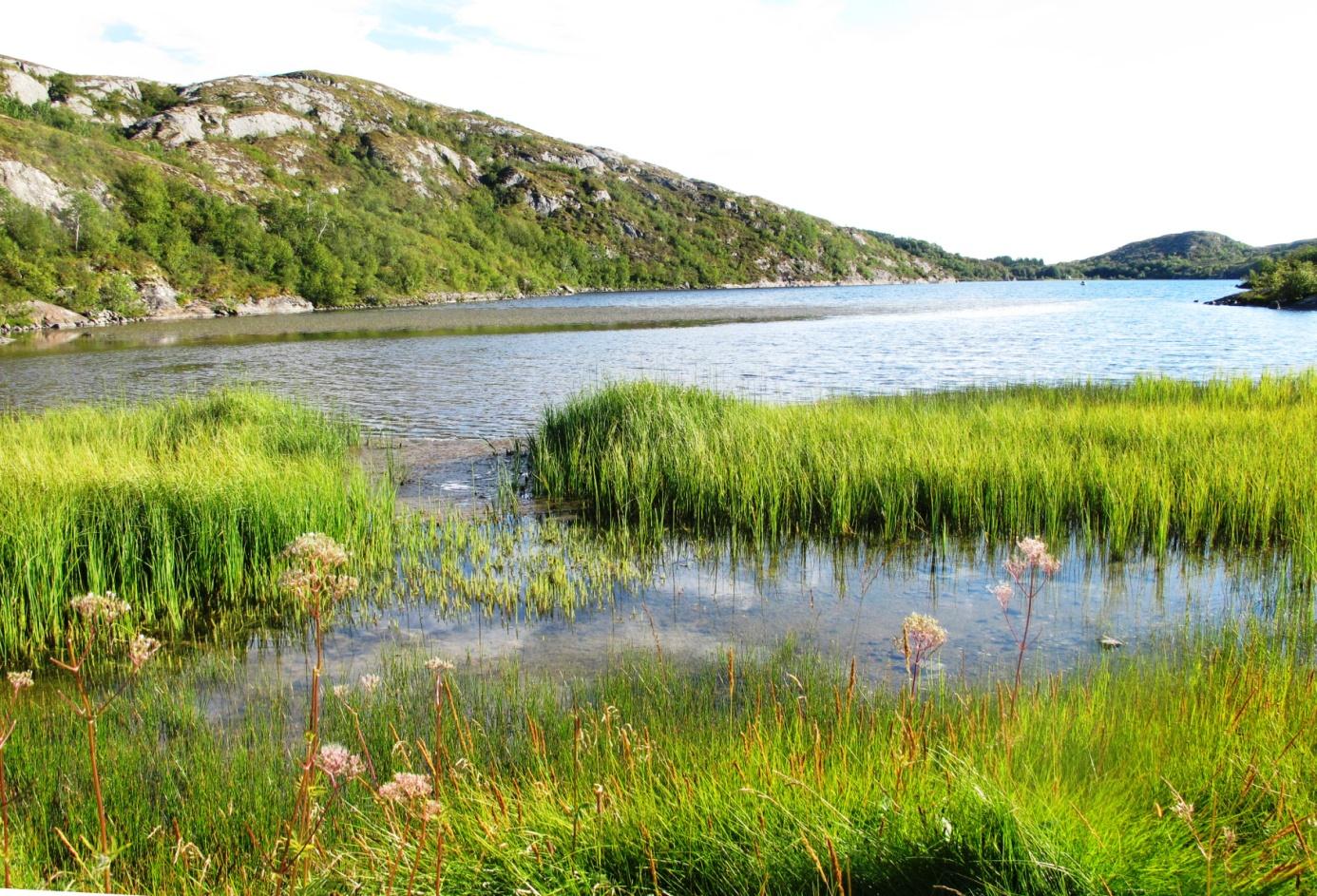 Figur 30. Hornsvatnet fra nordsiden. Foto 13.8.2014. Hornsvatnet er en kalksjø (E07). Fargetallet ligger i det mesohumøse området og vannet er svakt brunfarget.