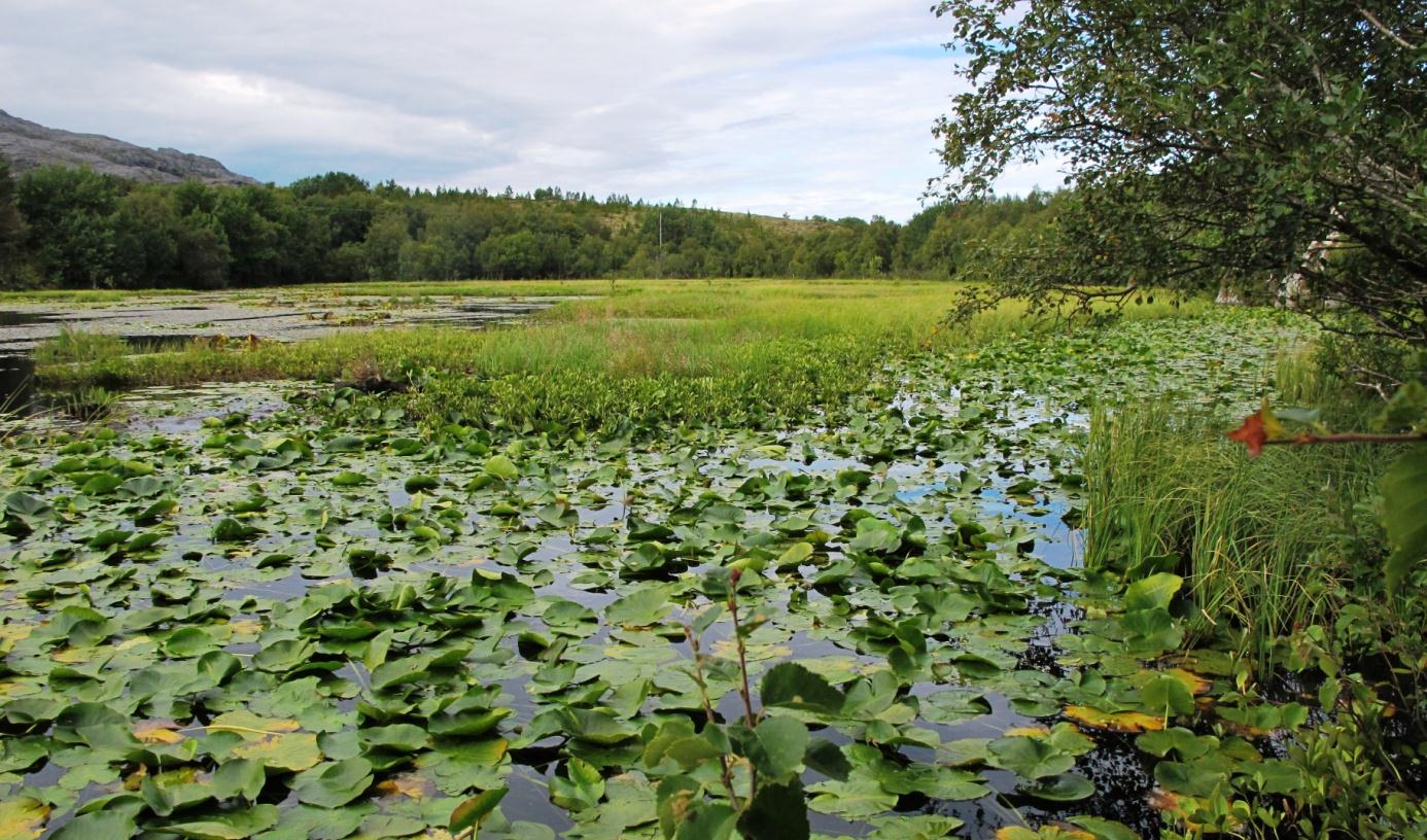 Verdivurdering: Holmvatnet er en oligotrof, middels kalkrik sjø med en truet vegetasjonstype og en rødlistet karplante (busttjønnaks (NT)).