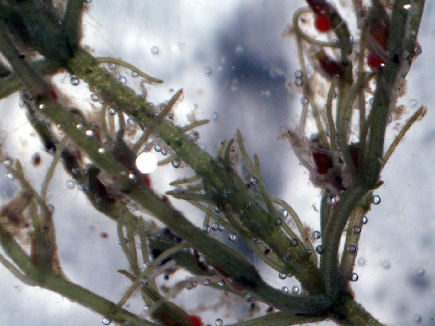 Figur 41. Gråkrans (Chara contraria) med ekstra lange piggceller. Fertil plante. Chara virgata hadde individer opp til 10-11 cm lange. De var fertile og hadde modne, sorte oosporer.