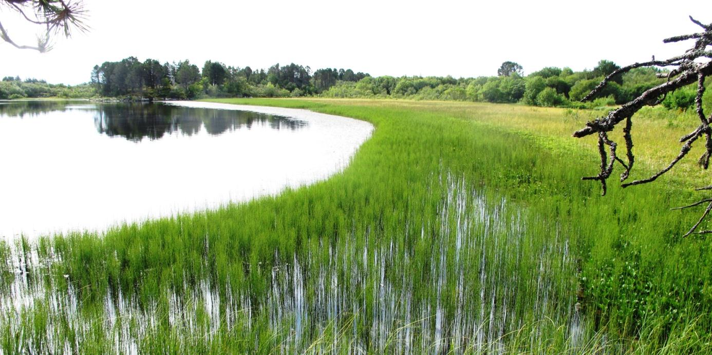 Figur 52. Storvatnet, del av vestsiden. Foto 20.6.2014. Storvatnet er en eutrof sjø som er omgitt av bjørkeskog/barskog. Vannet ligger relativt isolert i forhold til jordbruk i området.