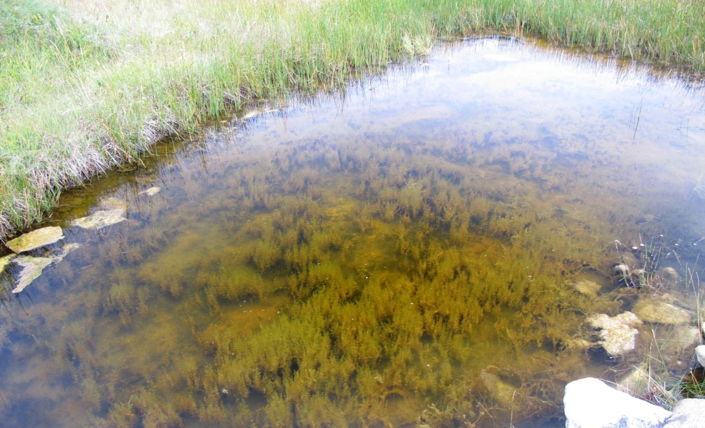 Verineset er vurdert som kalksjø (E07) ut fra kalkinnholdet. Vannet ligger i det polyhumøse området, er humusrikt og fargetallet er meget høyt. I felt var vannet tydelig brunfarget.