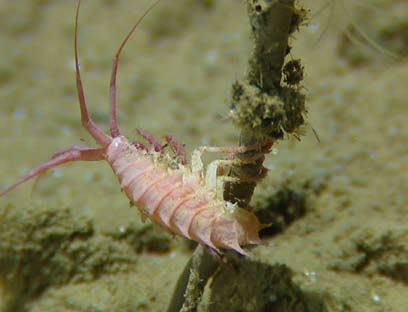 Hvordan er det biologiske mangfoldet fordelt på havbunnen? Hvordan er fordelingen av marine naturtyper? Hvordan er sammenhengen mellom variasjoner i det fysiske miljøet, biomangfold og naturtyper?