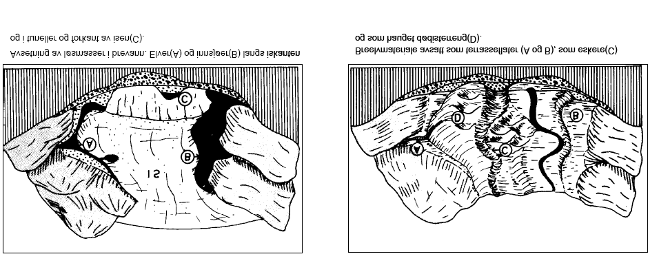 Figur 6. Dannelse av breelvavsetninger (Østeraas, 1968). Figur 7. Forgrenet elveløp (braided streams) foran en isbre. http://www.uwsp.edu/geo/faculty/ritter/glossary/a_d/braided_streams.