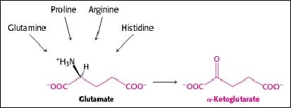 regnes som en ikke-essensiell aminosyre, hvilket betyr at kroppen kan syntetisere tilstrekkelige mengder fra andre kilder.