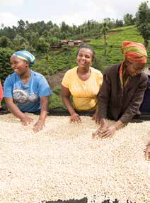 Velger større selskap å sette i gang prosjekter i utvalgte land eller regioner, representerer dette viktige tiltak som både bidrar til at kaffebonden får bedre betalt og at miljøhensyn ivaretas.