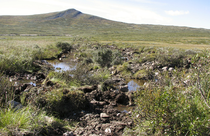 NYHETSBREV JUNI 2011 NATURRESTAURERINGEN PÅ HJERKINN GIR RESULTATER Bildene viser stridsvogntrassé på