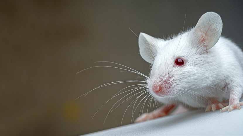 Ungt blod gjer gamle mus nye Resultata gjeld så langt berre for mus og kan enno ikkje overførast til menneske.