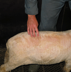 I fylgje slaktestatistikken til Animalia, er medel slaktevekt på lam i fettgruppe 3+ litt over 22 kg. Vi har også rekna på kva levandevekt denne slaktevekta svarer til med ulik slakteprosent.