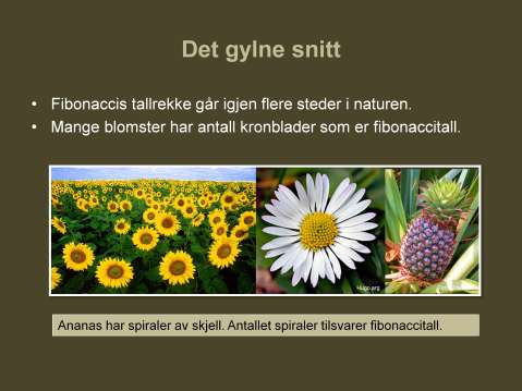 Du vet sikkert at forskjellige blomster kan ha ulikt antall kronblader, men du visste kanskje ikke at mange av dem har antall kronblader som er fibonaccitall?