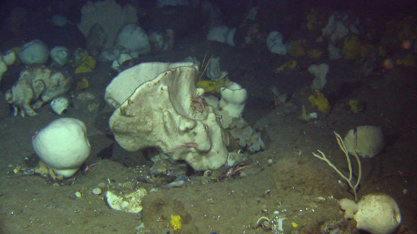 Vurderingsenheter under eksperttema "Marine dypvannsområder" Korallrev