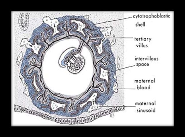 B) Tegning av en igle, fra Human Development as Described in the Qur an and Sunnah [Menneskets utvikling som beskrevet i Koranen og sunnah], Moore mfl., s.