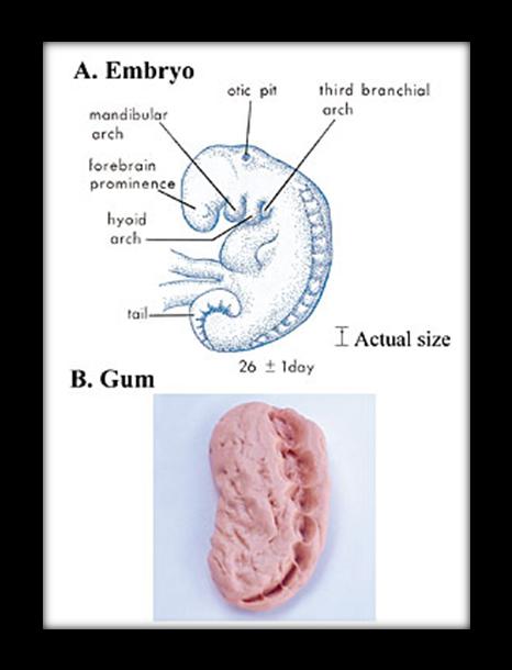 64 Hva er meningen med livet? Figur 6: Når man sammenligner utseendet til et embryo i mudghah stadiet med en bit tyggegummi som er tygd på, ser vi likheter mellom de to.