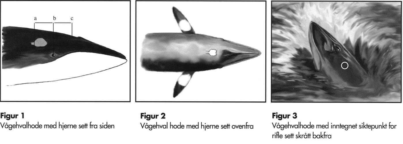 HJELPEVÅPEN (BACK-UP) Det er vanlig med en metode for oppfølging (back-up) dersom hvalen ikke dør omgående ved første avlivingsforsøk eller om man er usikker på effekten.